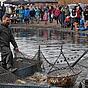 Torgau fischt ab: Karpfen satt und volles Programm am Großen Teich